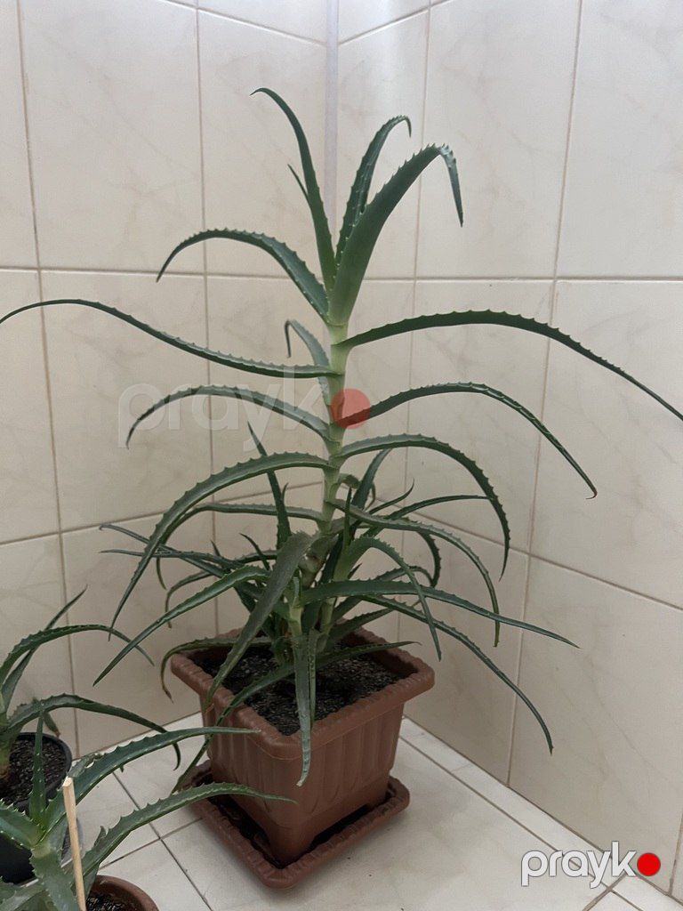 Aloe Vera — Bitkilər, Bakı (2)