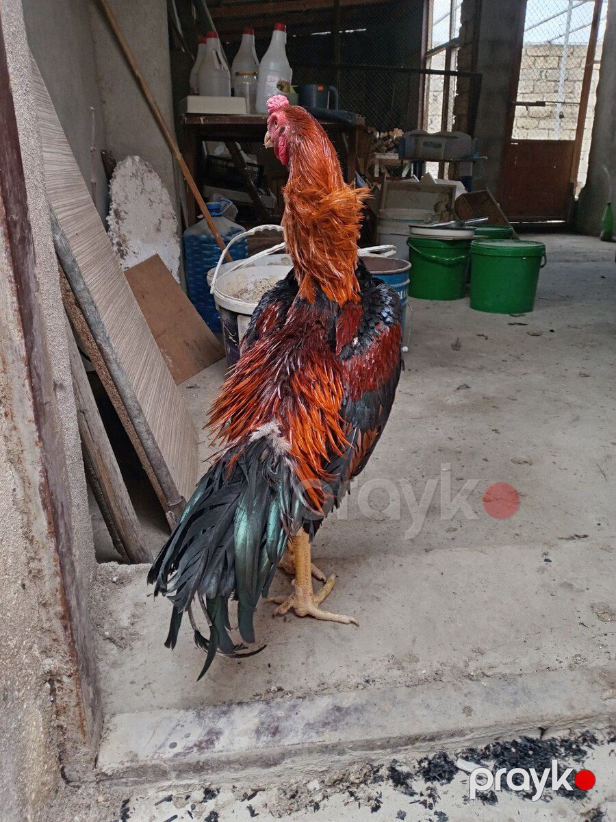 Heyratı çolpalar — Quşlar, Xırdalan (4)