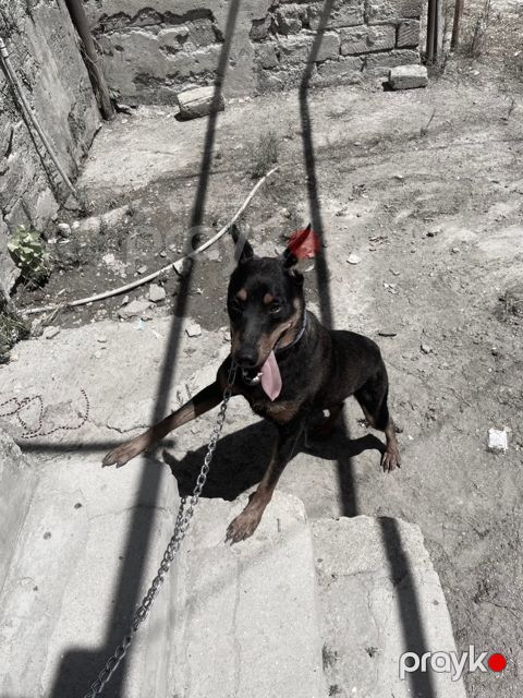 Doberman — Bakı