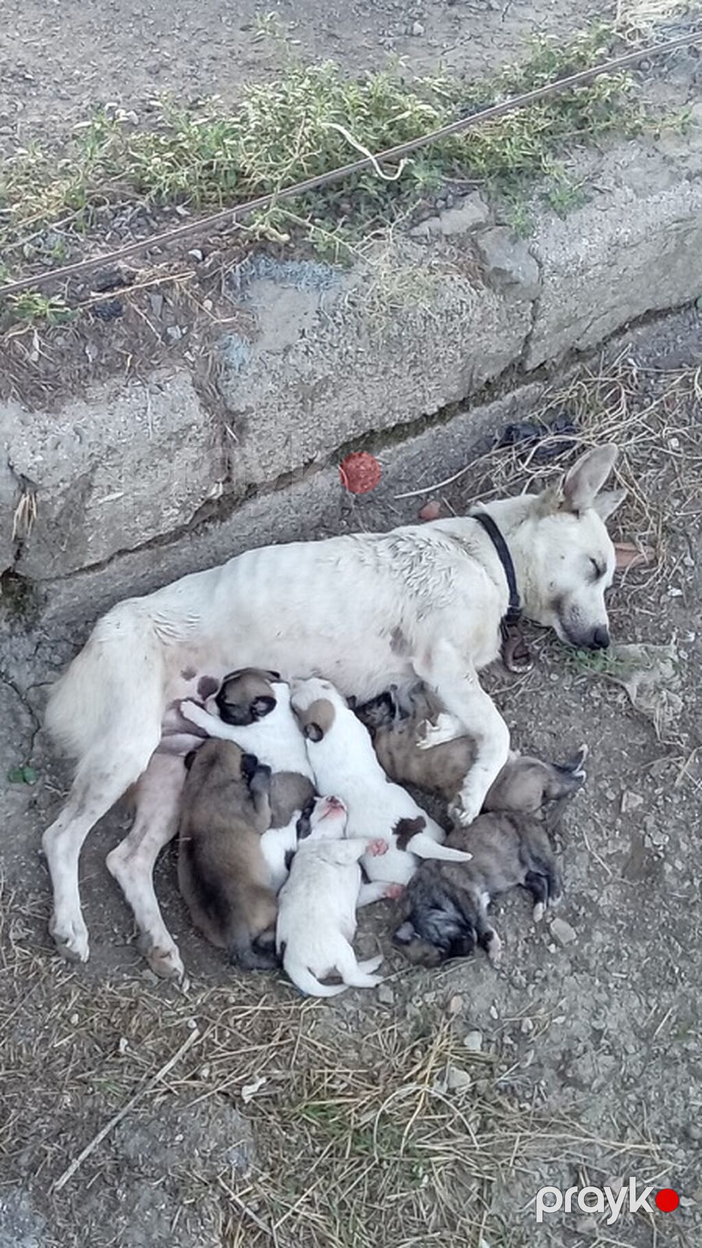 1 ay, Erkək — Köpəklər, Mehdiabad (5)