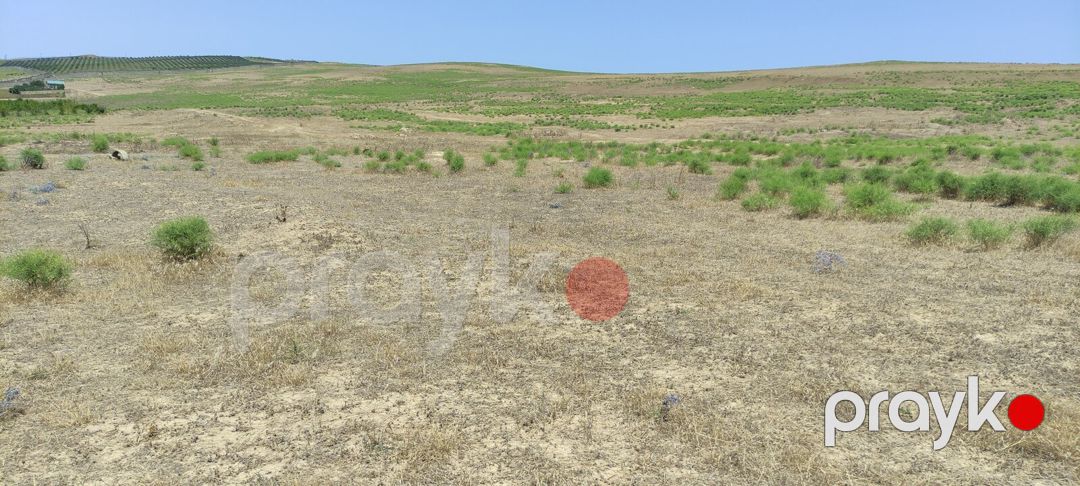 Satılır torpaq 81.5 sot — Torpaq, Bakı (3)