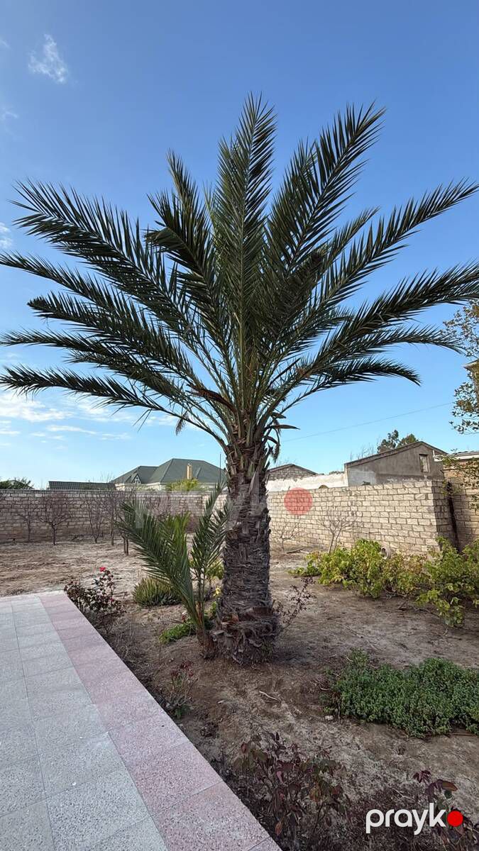 Satılır torpaq 23 sot — Torpaq, Bakı (3)