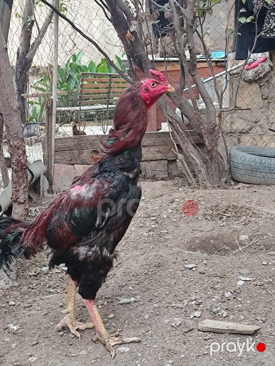Heyratı beçə — Quşlar, Bakı (4)