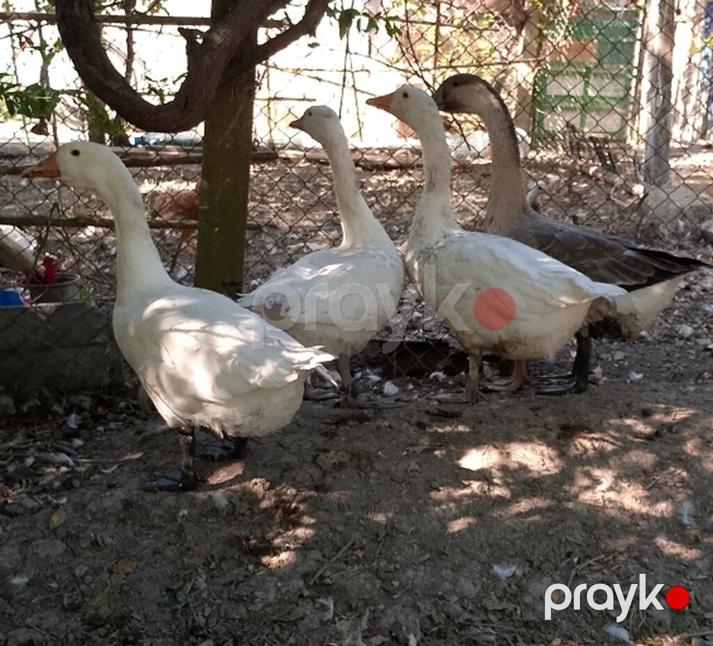Dişi, Ətlik, Ünvandan götürmə — Digərləri, Yevlax (2)