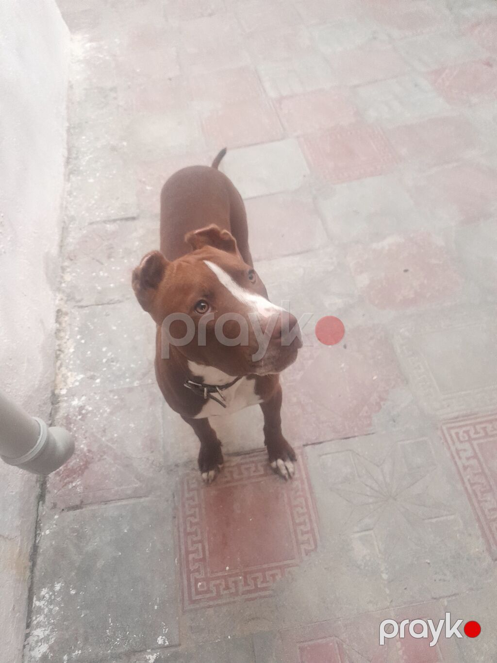 Pitbul, 5 ay, Dişi — Köpəklər, Masazır (5)