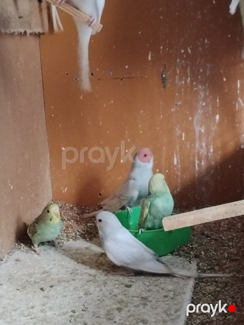 Dalmatin və rəngarəng dalğalı (muhabbet) papağanlar - Növ: Dalğalı — Digərləri, Digah (3)