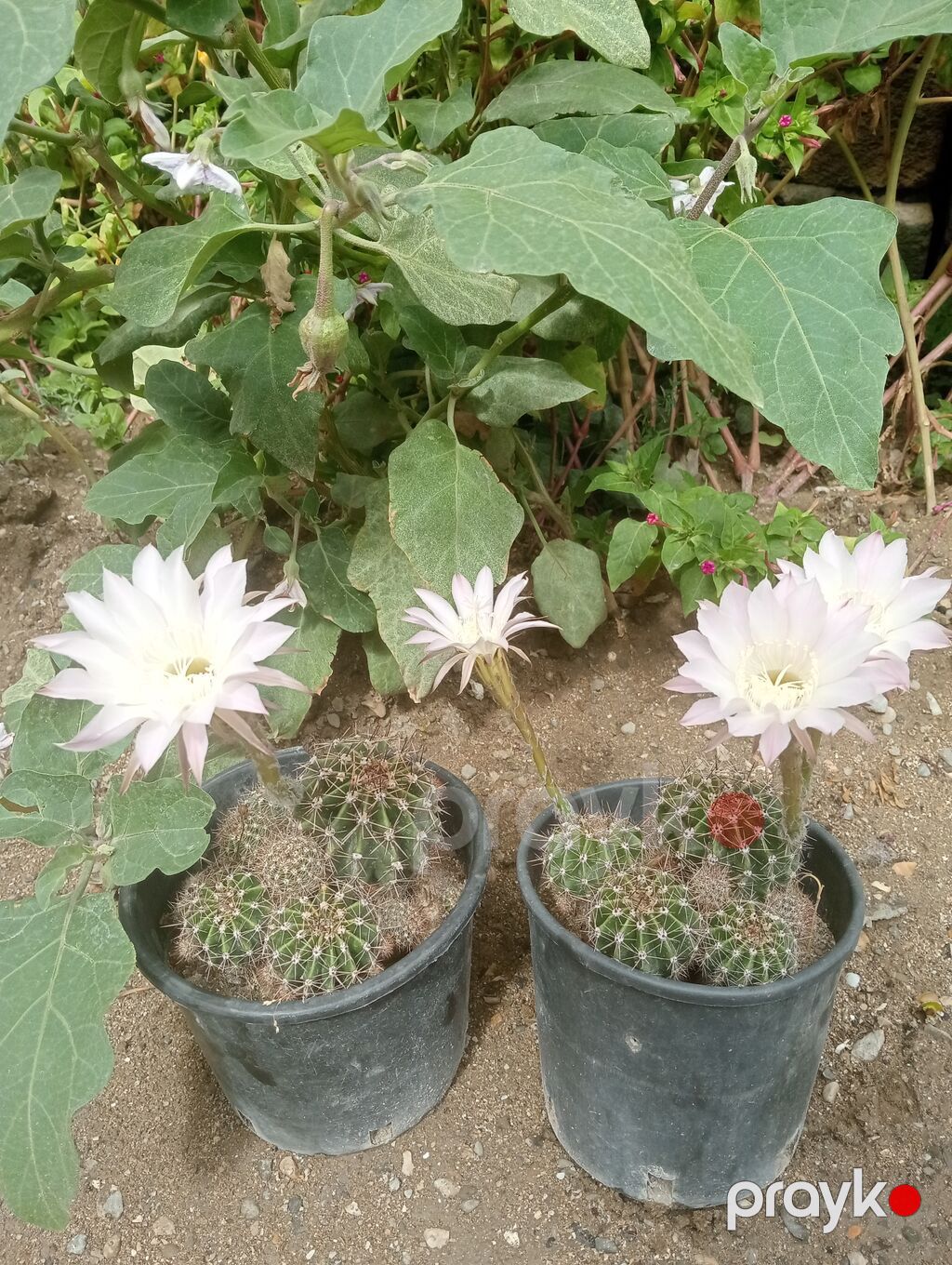 Çiçəkli kaktus – Echinopsis (saksıda) - Növ: Echinopsis (lobivioid — Qapı bitkələri, Digah (7)