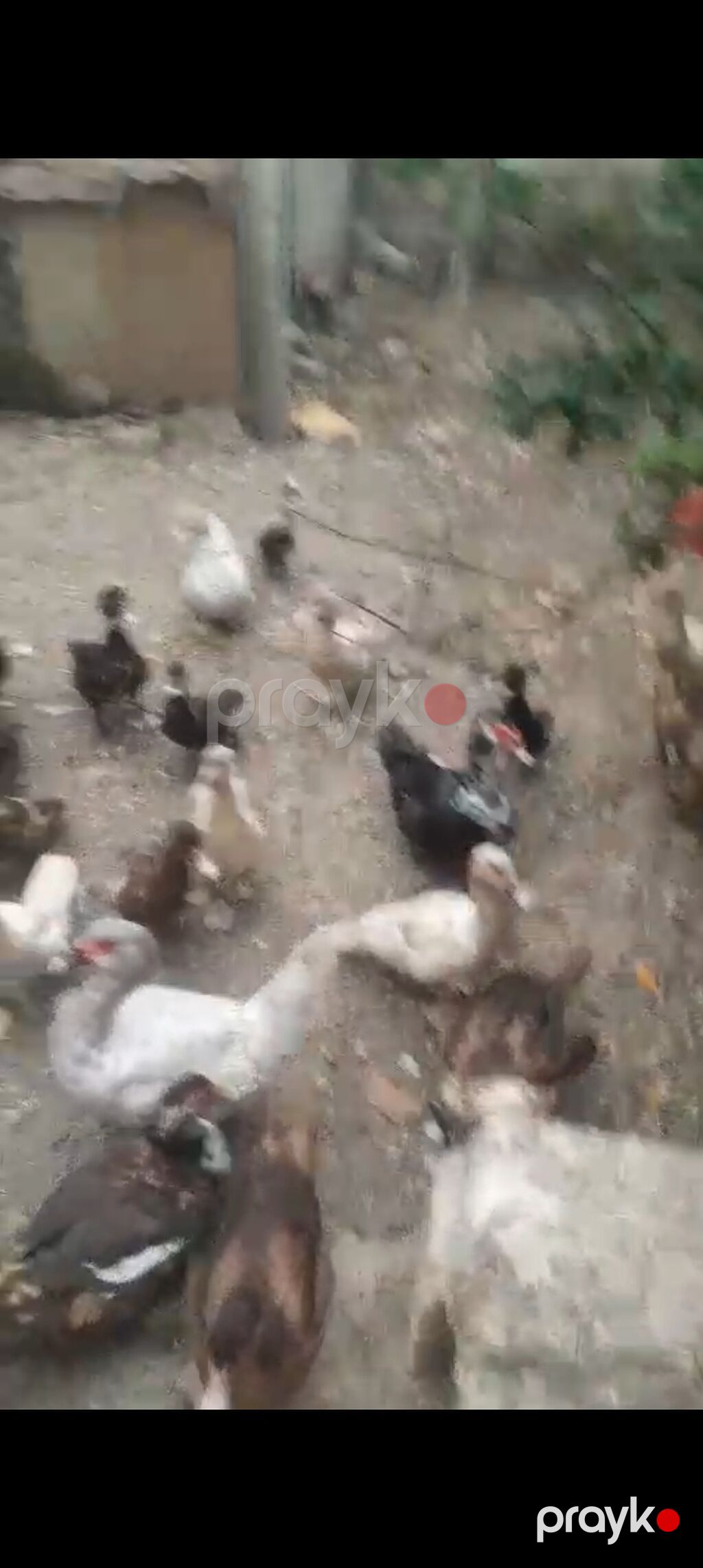 Satılır: cins ördəklər - Şəkillərdə müxtəlif rəng çalarlarında (ağ — Digərləri, Bakı (3)