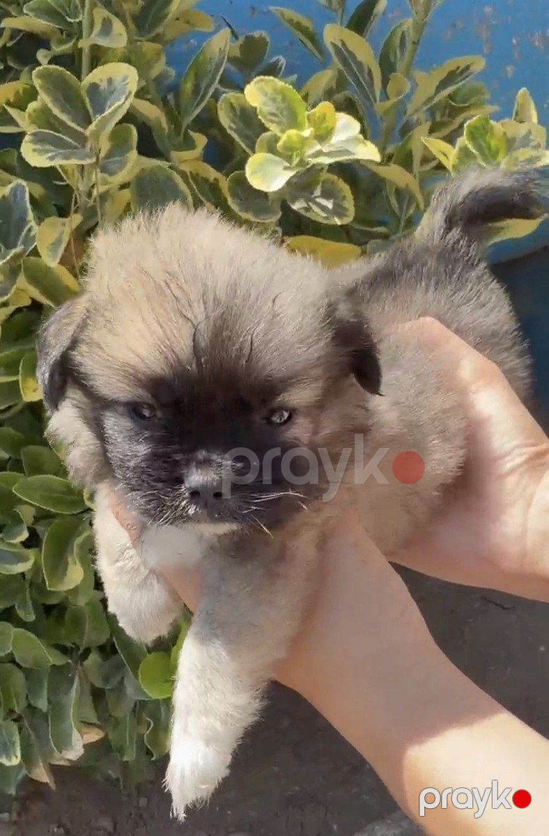 Pekines — Köpəklər, Bakı (2)