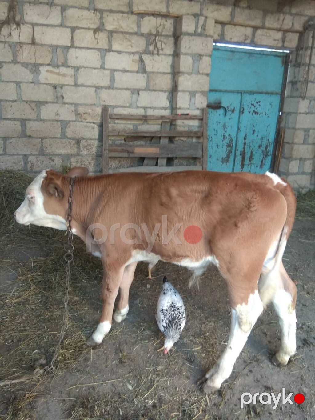 Süd inəyi və buzov 2 aylıq balası 10.11l süd verir. Yeyən heyvandı çox — Kənd təsərrüfatı heyvanları, Göyçay (3)