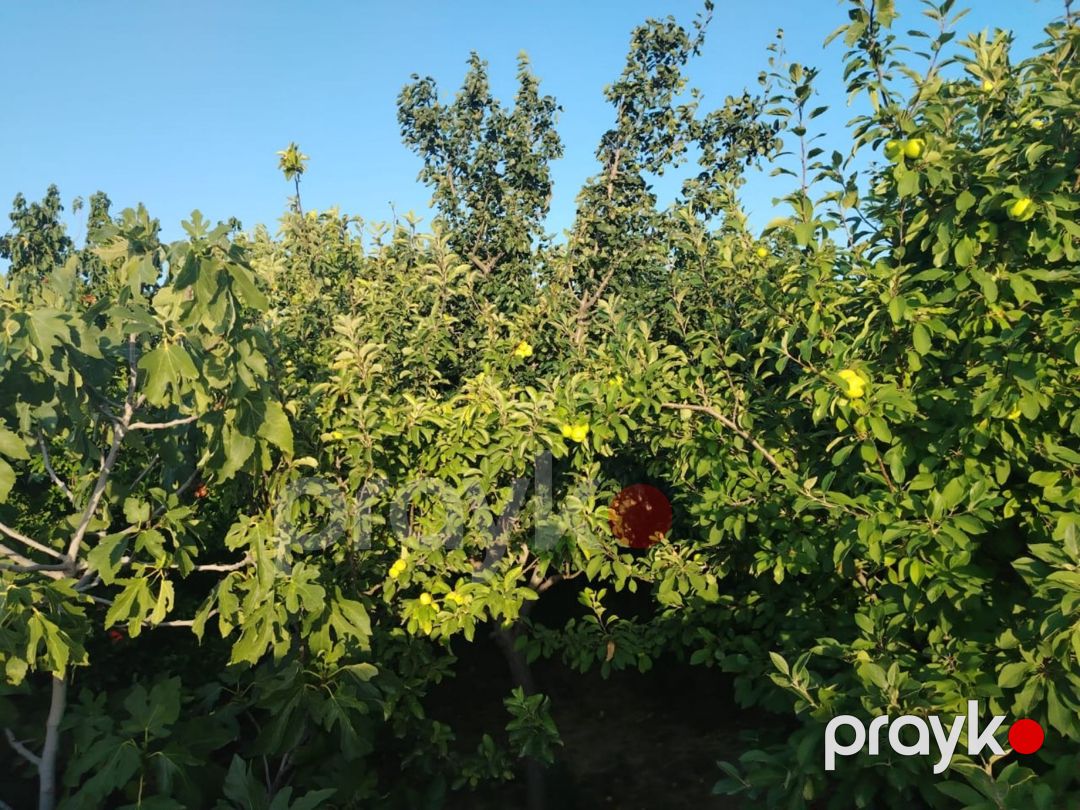 Həyət evi, Sumqayıt ş — Ev, villa, Sumqayıt (3)