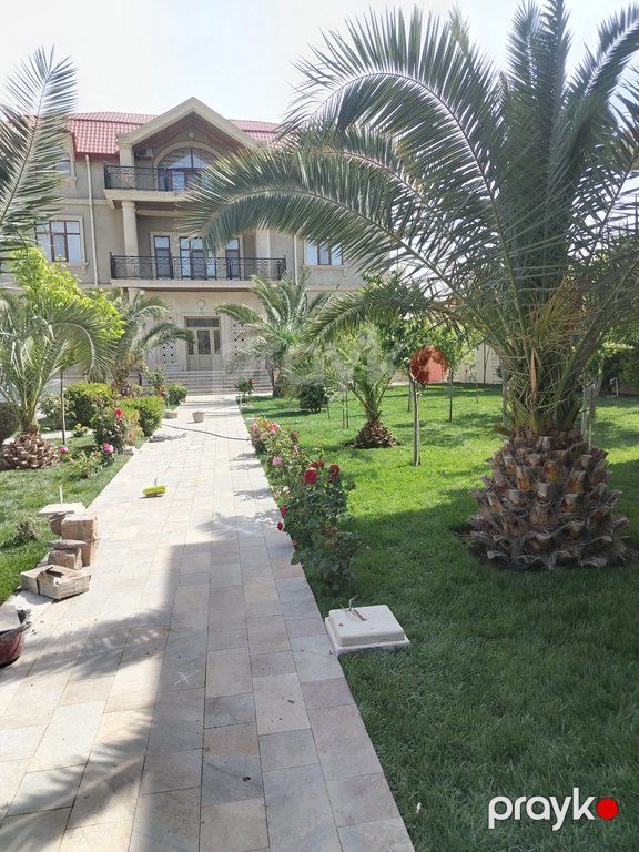 Qazon — Bitkilər, Bakı (2)