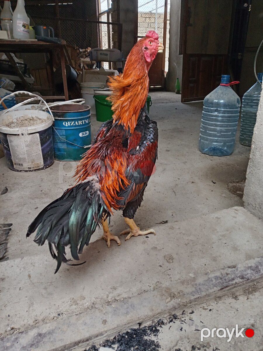 Heyratı çolpalar — Quşlar, Xırdalan (7)