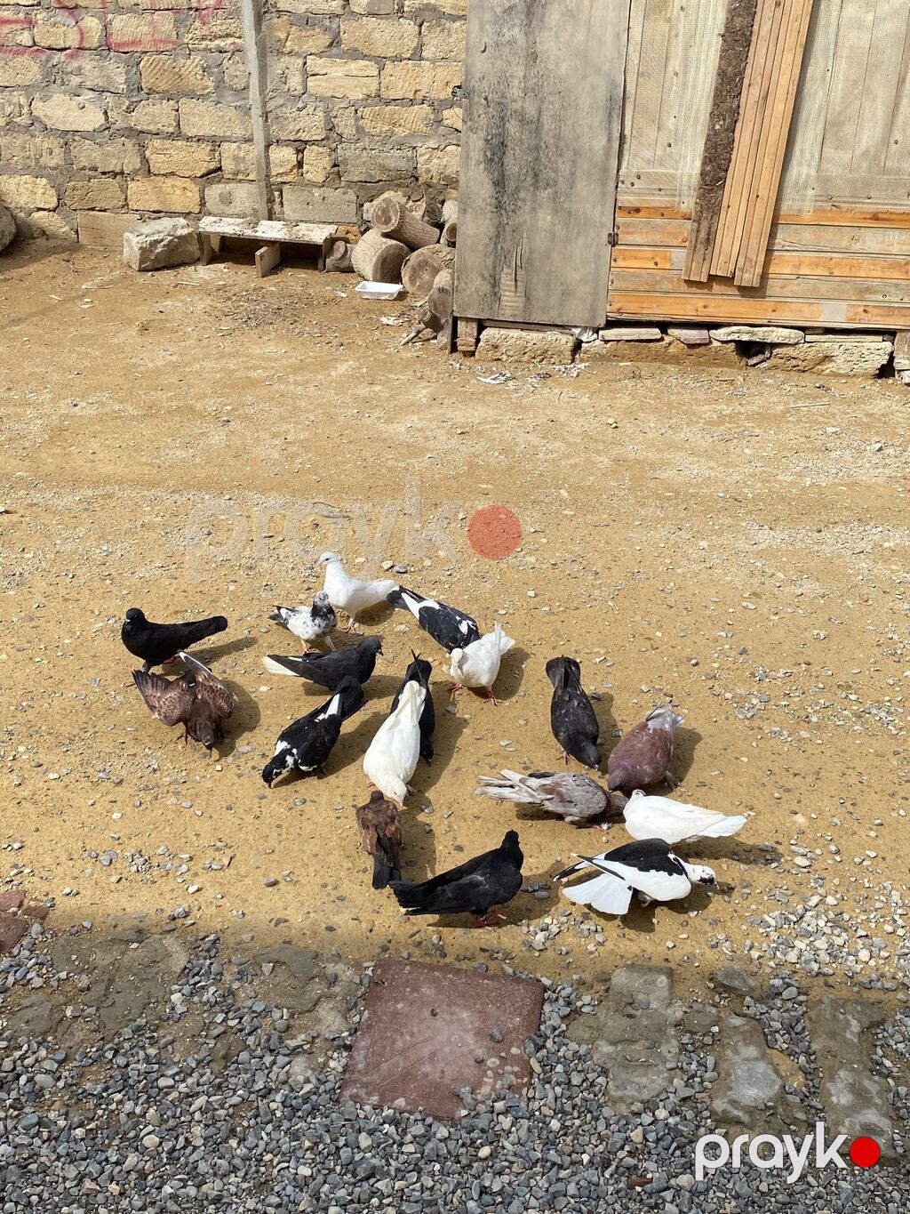 Tergime heyvablardır saglamdılar 4 baldan elaqe ucun buna yazn — Digərləri, Bakı (4)