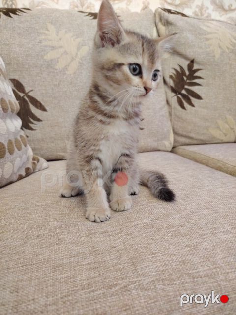 Qızılı şinşilla pişiyi balası — Bakı