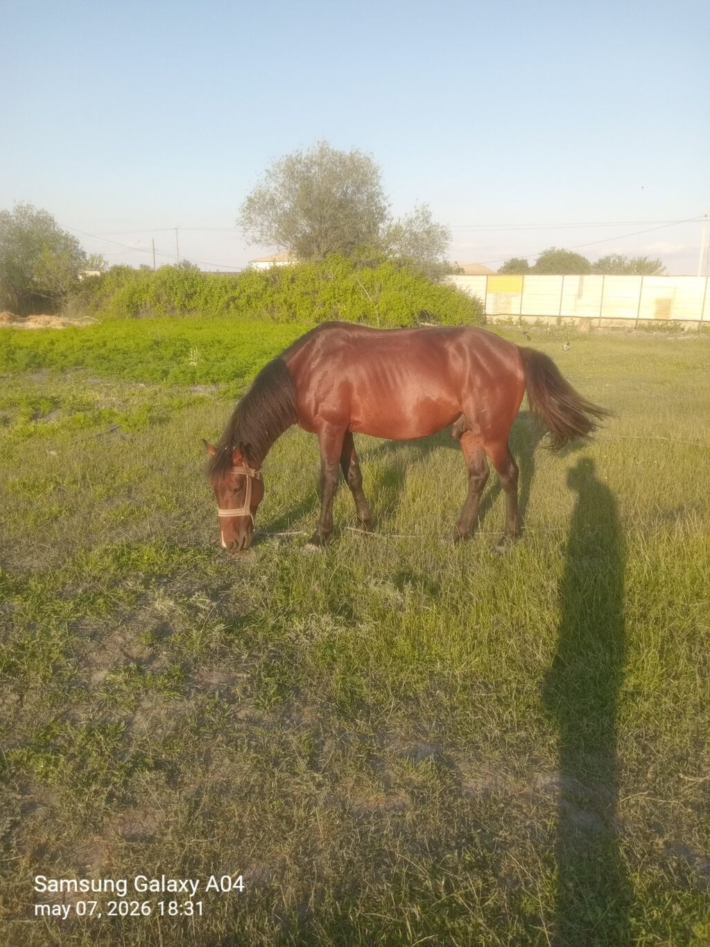 Erkək, il: 6, Ünvandan götürmə — Atlar, Kürdəmir (6)