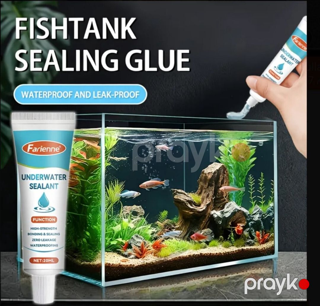 Sualtı yapışqan — Akvariumlar və balıqlar, Bakı (4)