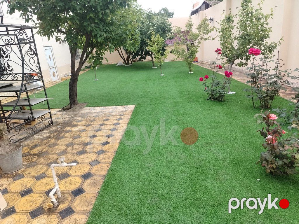 Qazon — Bitkilər, Bakı (12)