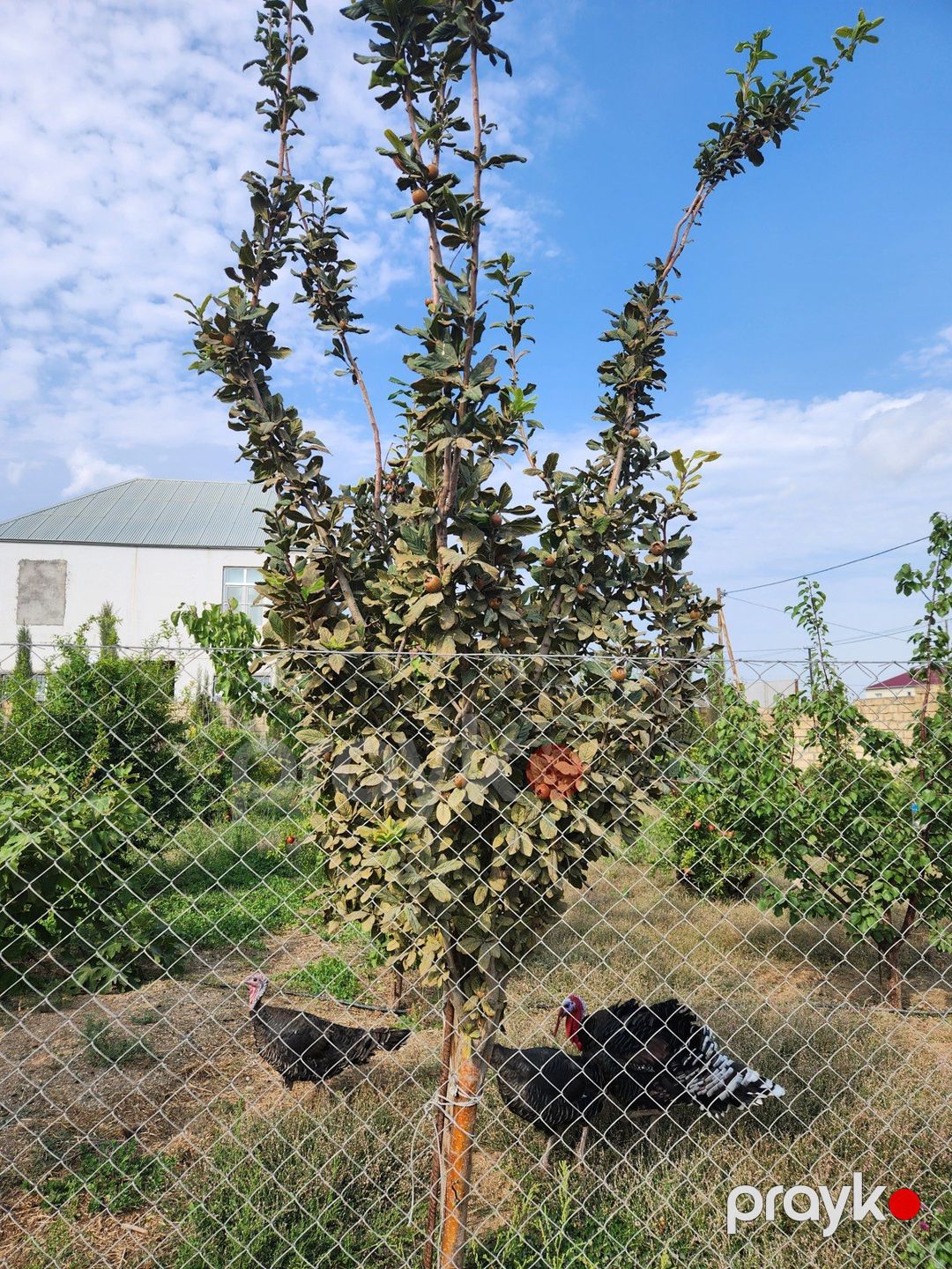 Satılır torpaq 6 sot — Torpaq, Bakı (2)