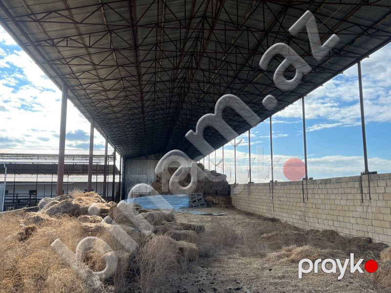 30 hektar Torpaq, Satış, Şirvan — Torpaq, Şirvan (3)