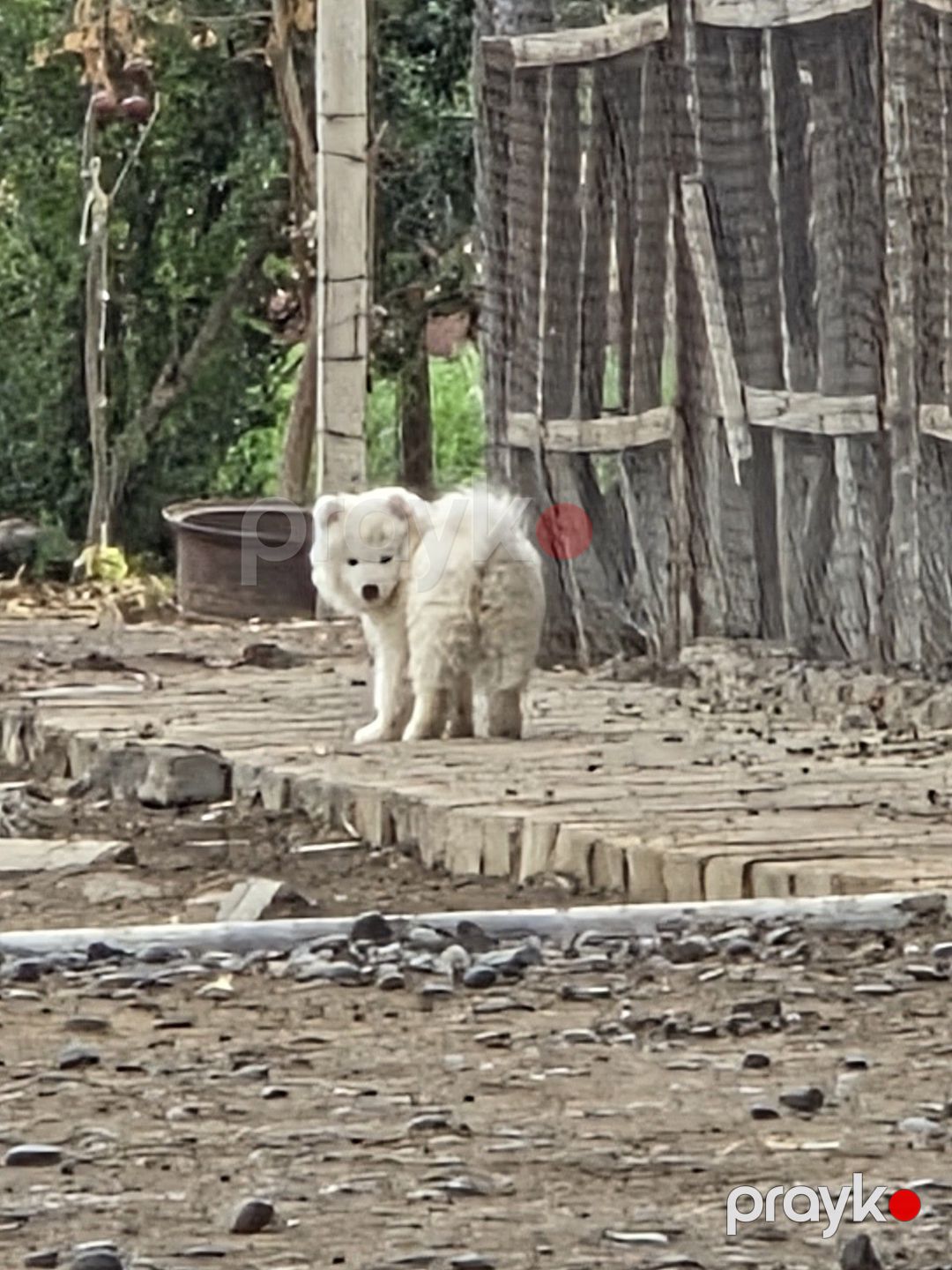 Samoyed balaları — Köpəklər, Bakı (2)