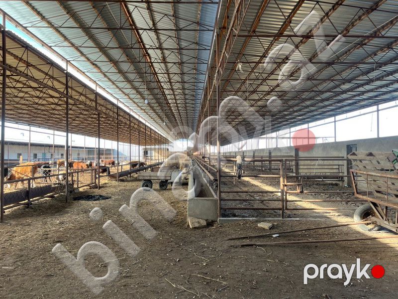 30 hektar Torpaq, Satış, Şirvan — Torpaq, Şirvan (4)