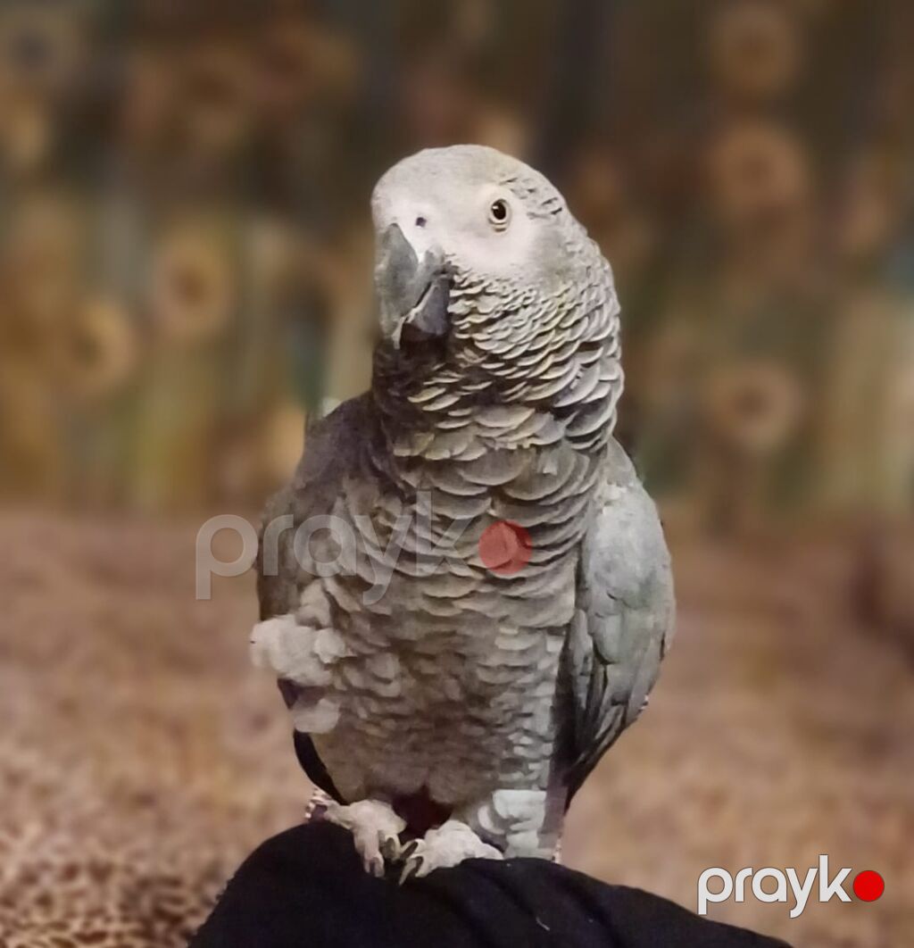 Allaxin salami olsun qowanin 4 yawi olcaq qiymatda razilawmaq olar — Tutyun papağayı, Sabirabad (8)