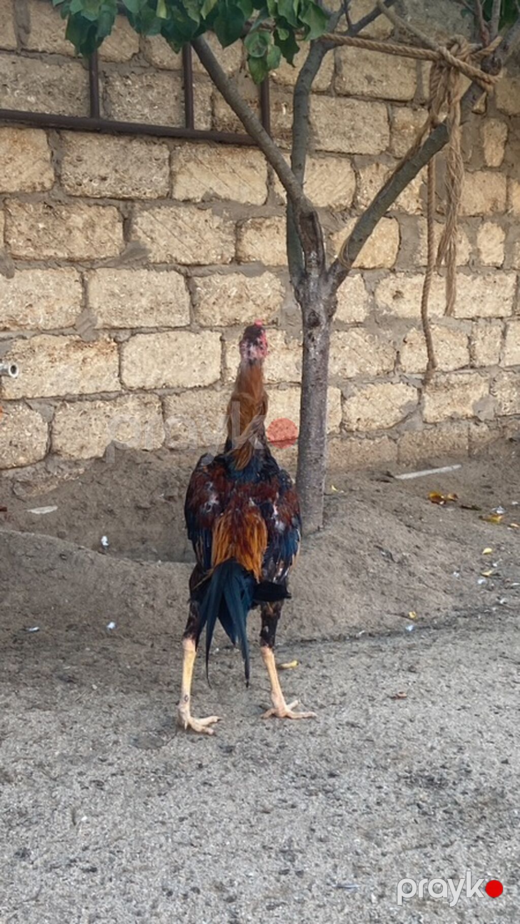 Salam gorduyuvuz heyrati satilir Turk cinsidi. İyun heyvanidi. Super — Toyuq və xoruz, Digah (2)