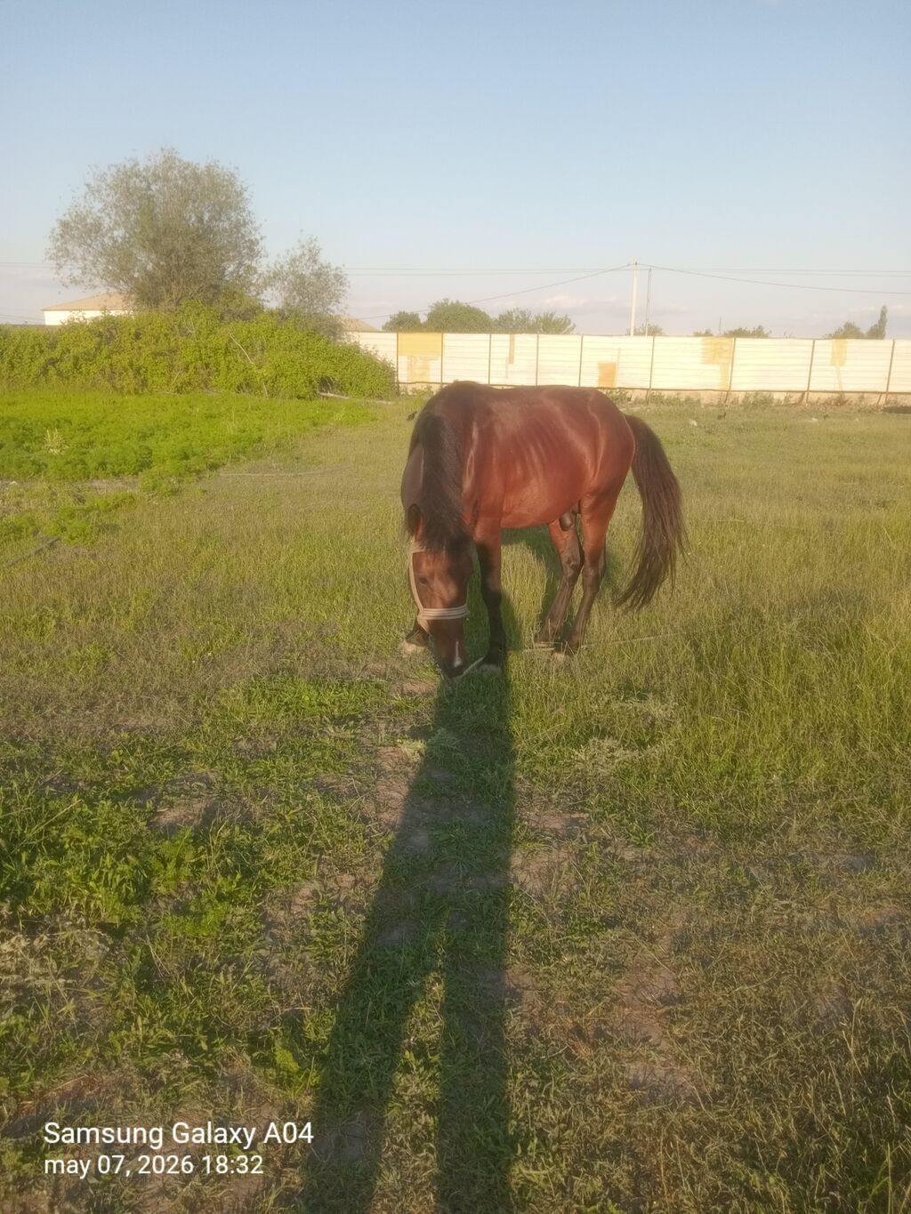 Erkək, il: 6, Ünvandan götürmə — Atlar, Kürdəmir (3)
