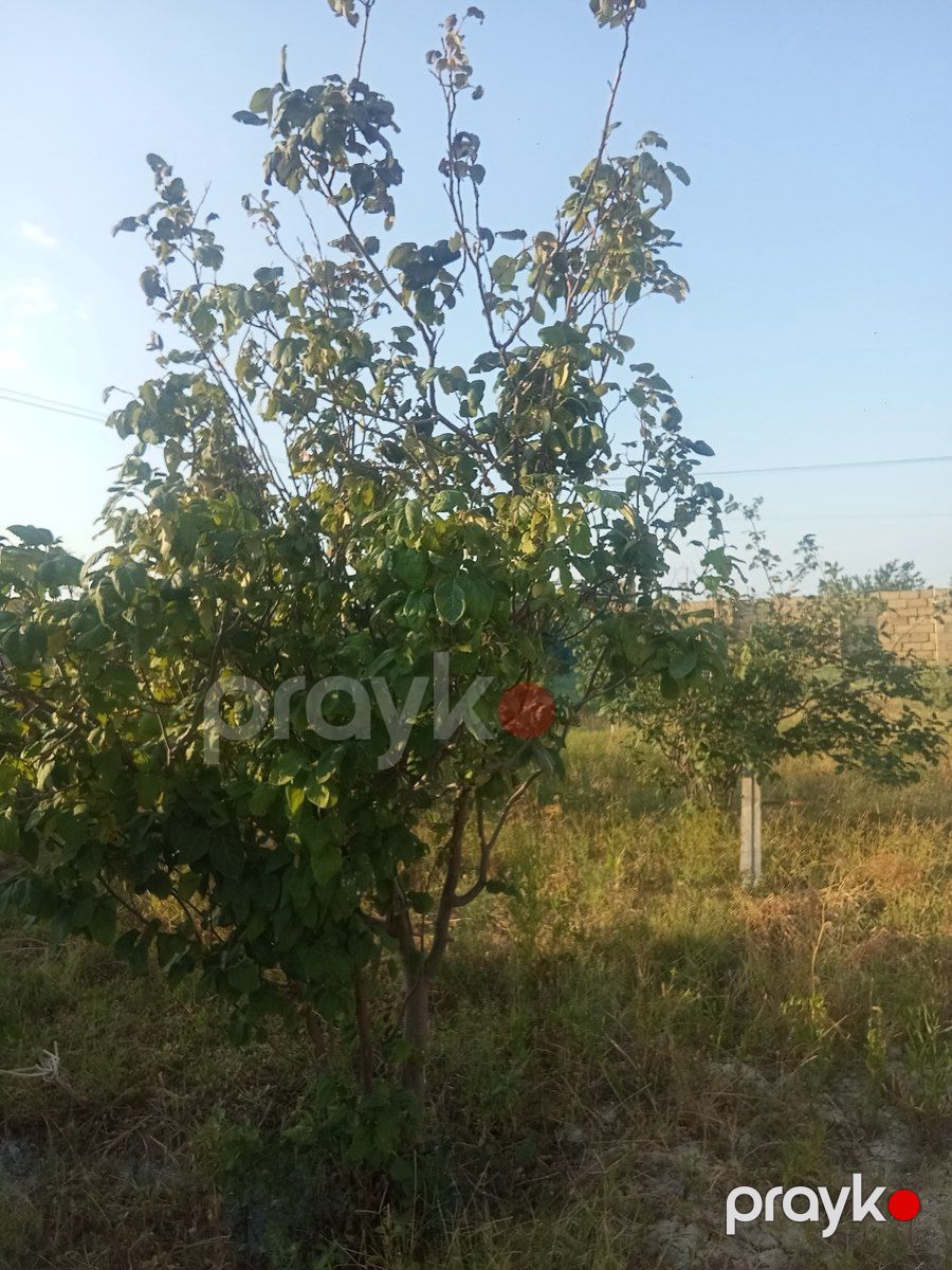 6 sot torpaq sahəsi, Yaşma bağları — Torpaq, Sumqayıt (4)