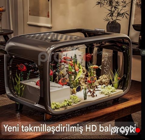 Akvarium — Bakı