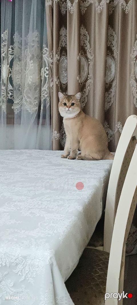 Qızıl şinşilla, Erkək — Bakı