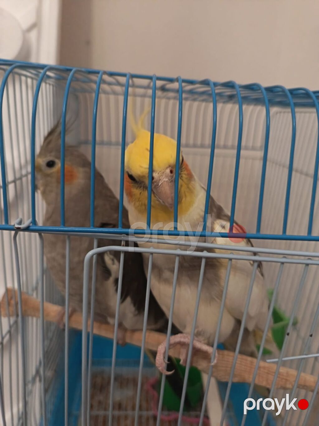 (Qiymət danisila bilər)Nimfa tutuquşuları (Cockatiel) – cütlük və — Tutyun papağayı, Bakı (2)