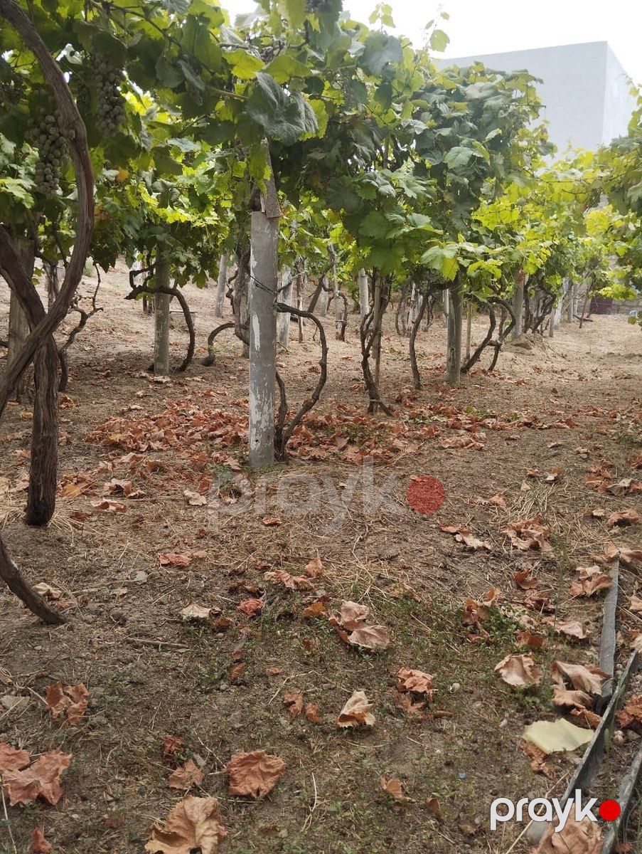 Satılır torpaq 6 sot — Torpaq, Bakı (3)