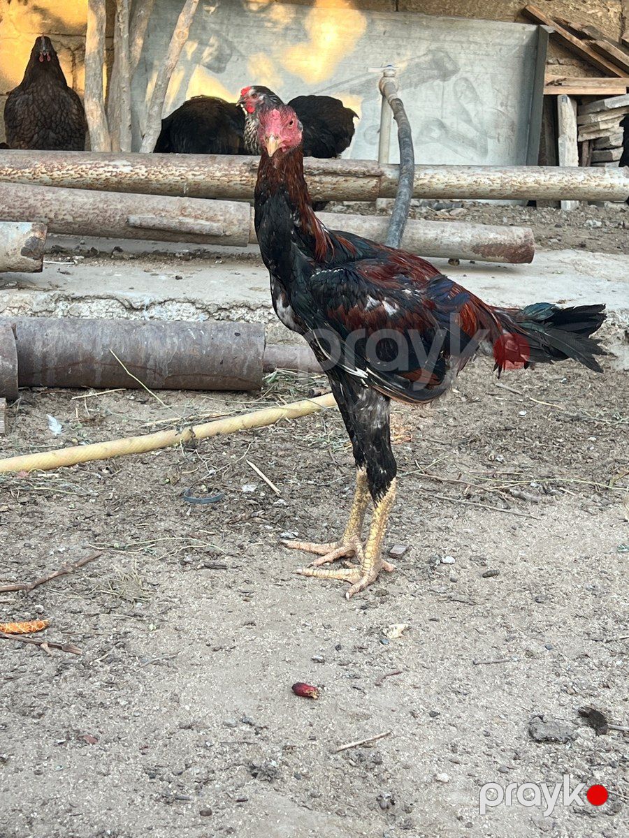 Beçə — Quşlar, Bakı (3)