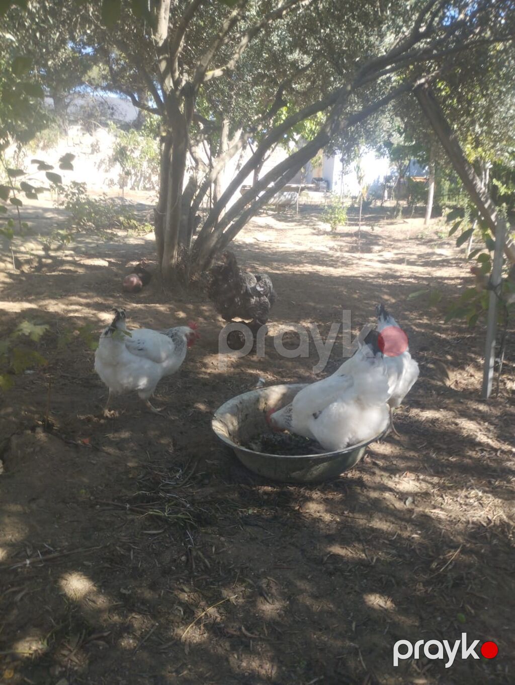 Məhsul: Xoruz və toyuqlar (yerli təsərrüfat quşları) Təsvir — Toyuq və xoruz, Bakı (5)
