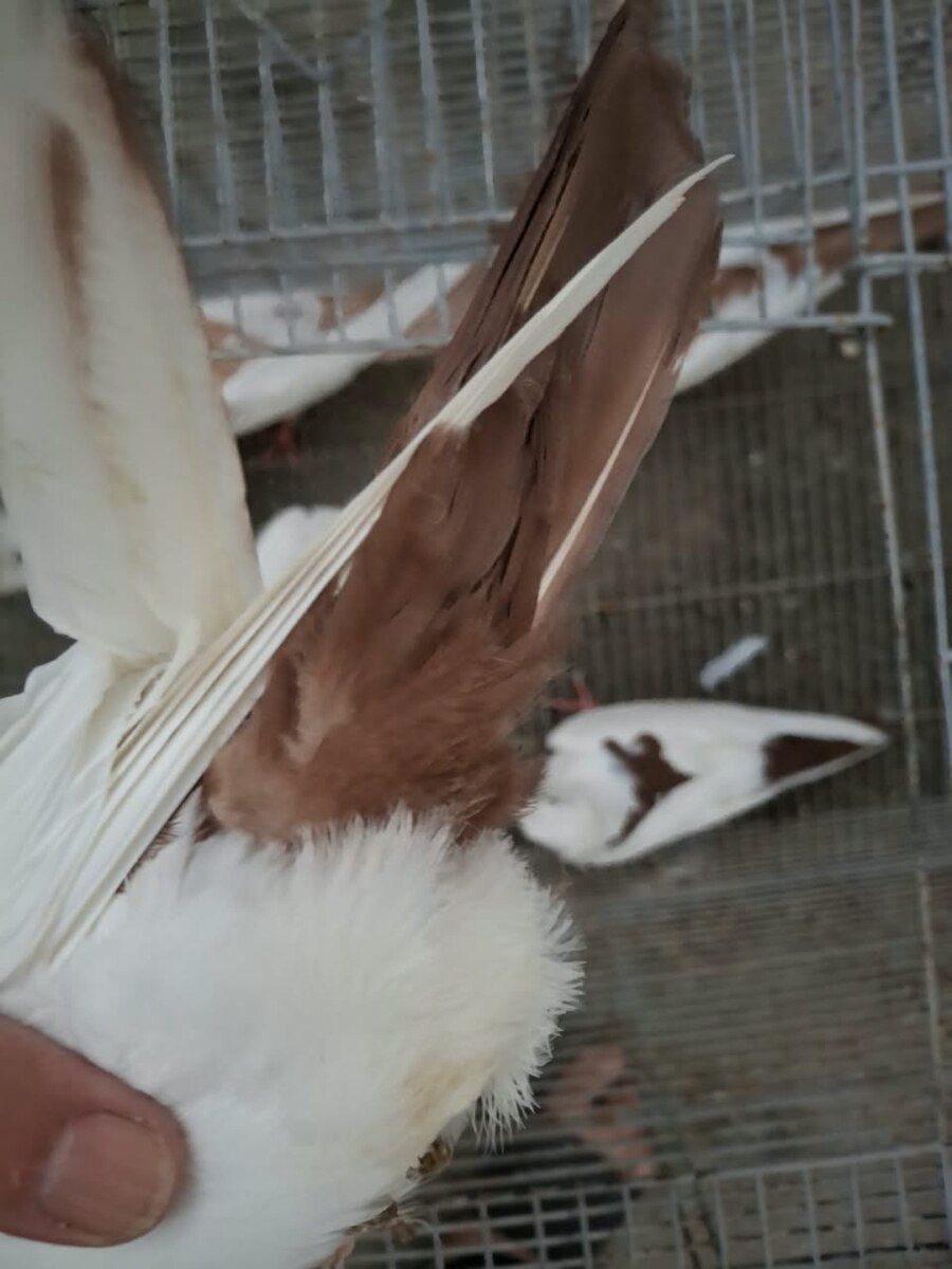 Göyərçinlər — Quşlar, Bakı (6)