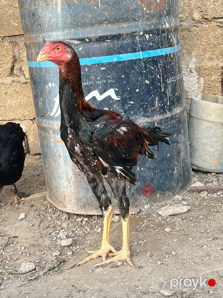 Beçə — Quşlar, Bakı (4)