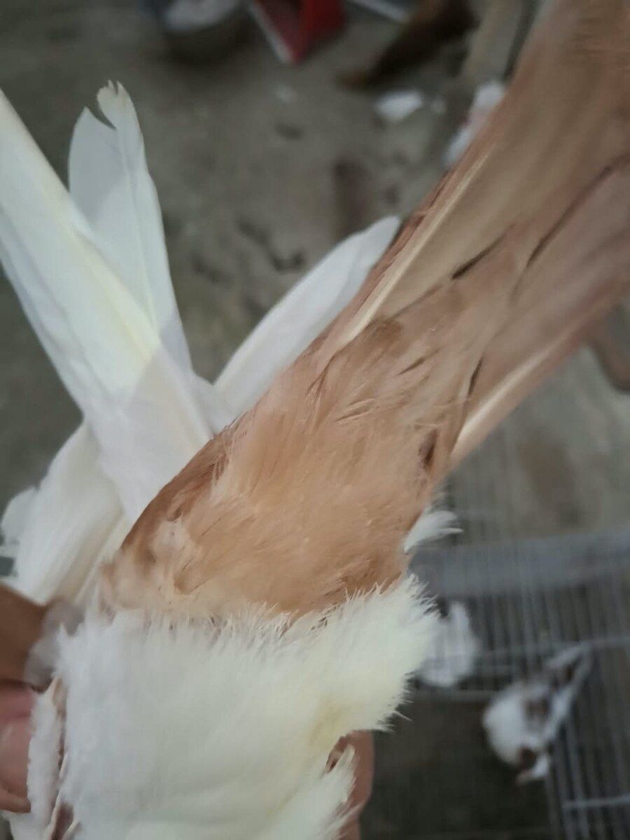 Göyərçinlər — Quşlar, Bakı (7)