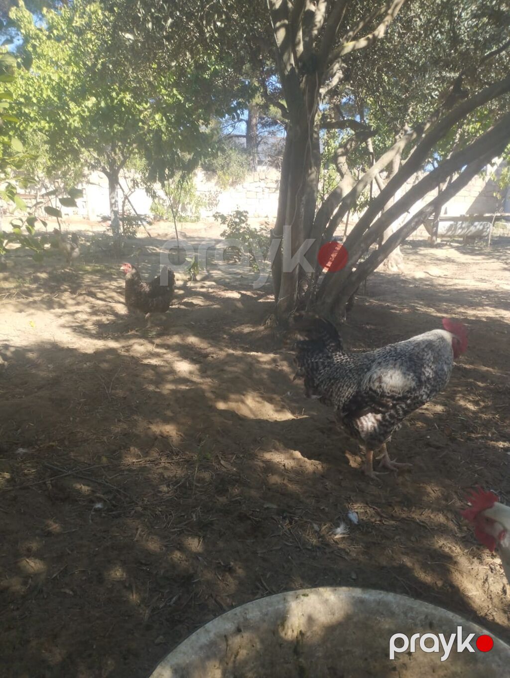 Məhsul: Xoruz və toyuqlar (yerli təsərrüfat quşları) Təsvir — Toyuq və xoruz, Bakı (6)