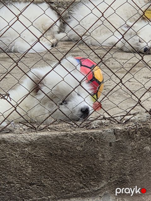 Samoyed balaları