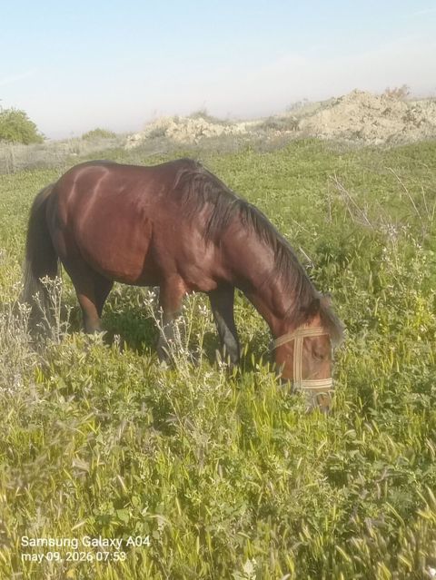 Erkək, il: 6, Ünvandan götürmə — Atlar