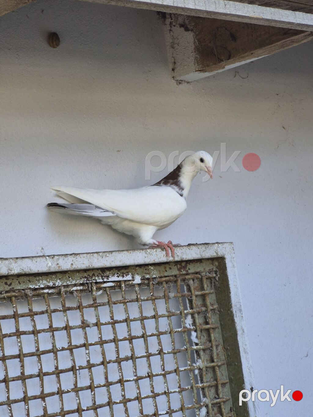 Qırmızı boynugüllü orta bozquyruq uzun nazik baladı.15 — Göyərçin, Fatmayı (5)