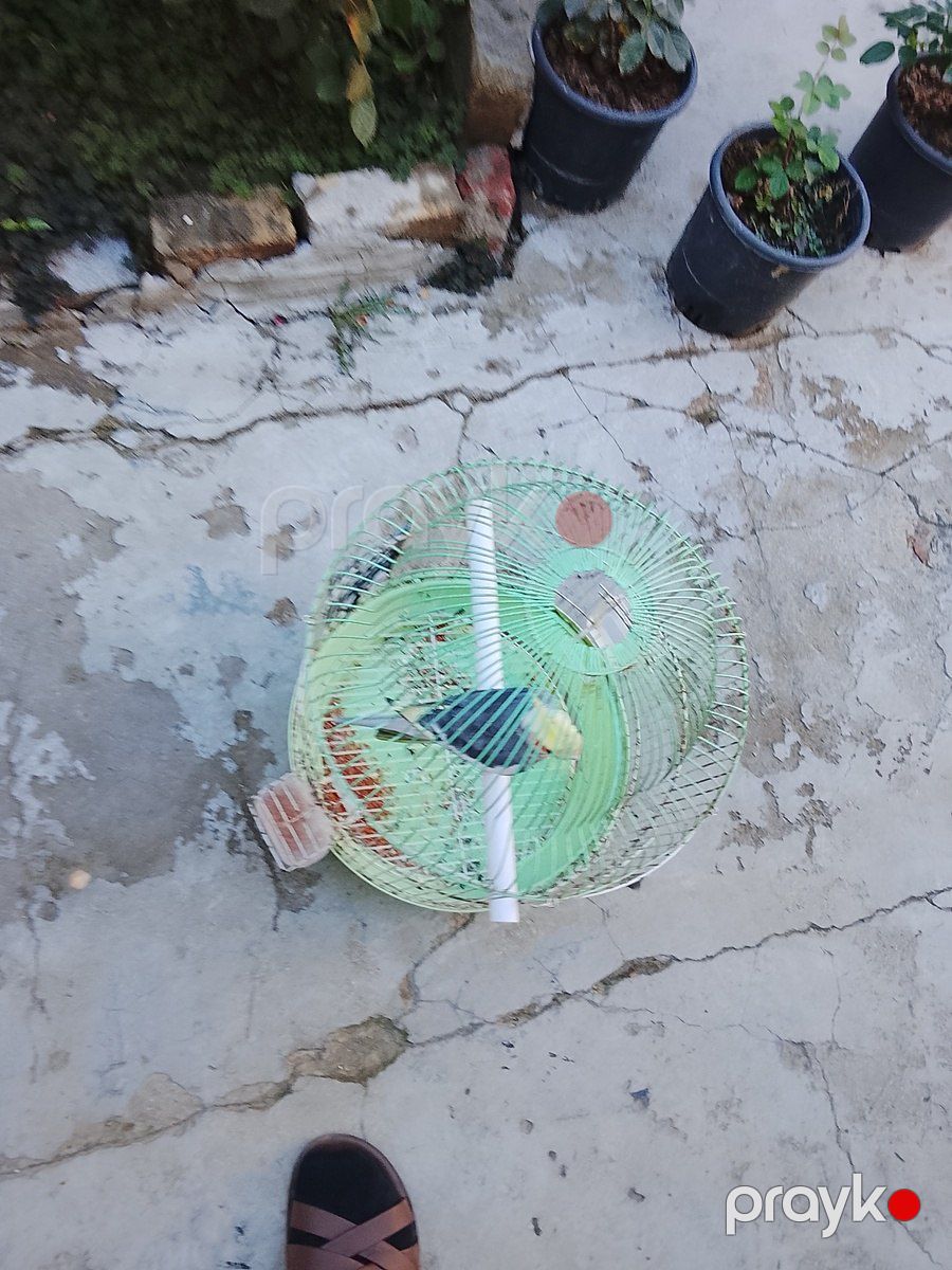 Korella tutuquşu — Quşlar, Bakı (4)