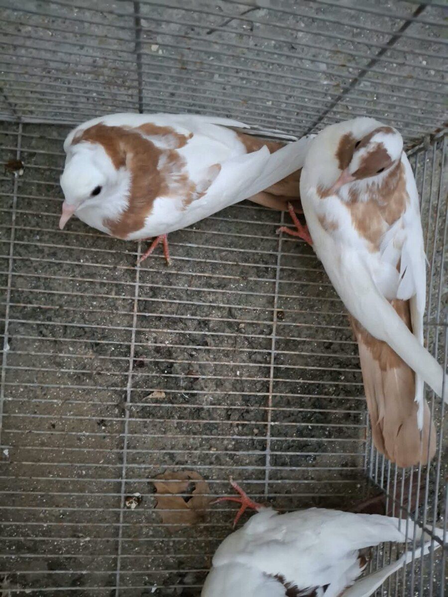 Göyərçinlər — Quşlar, Bakı (4)