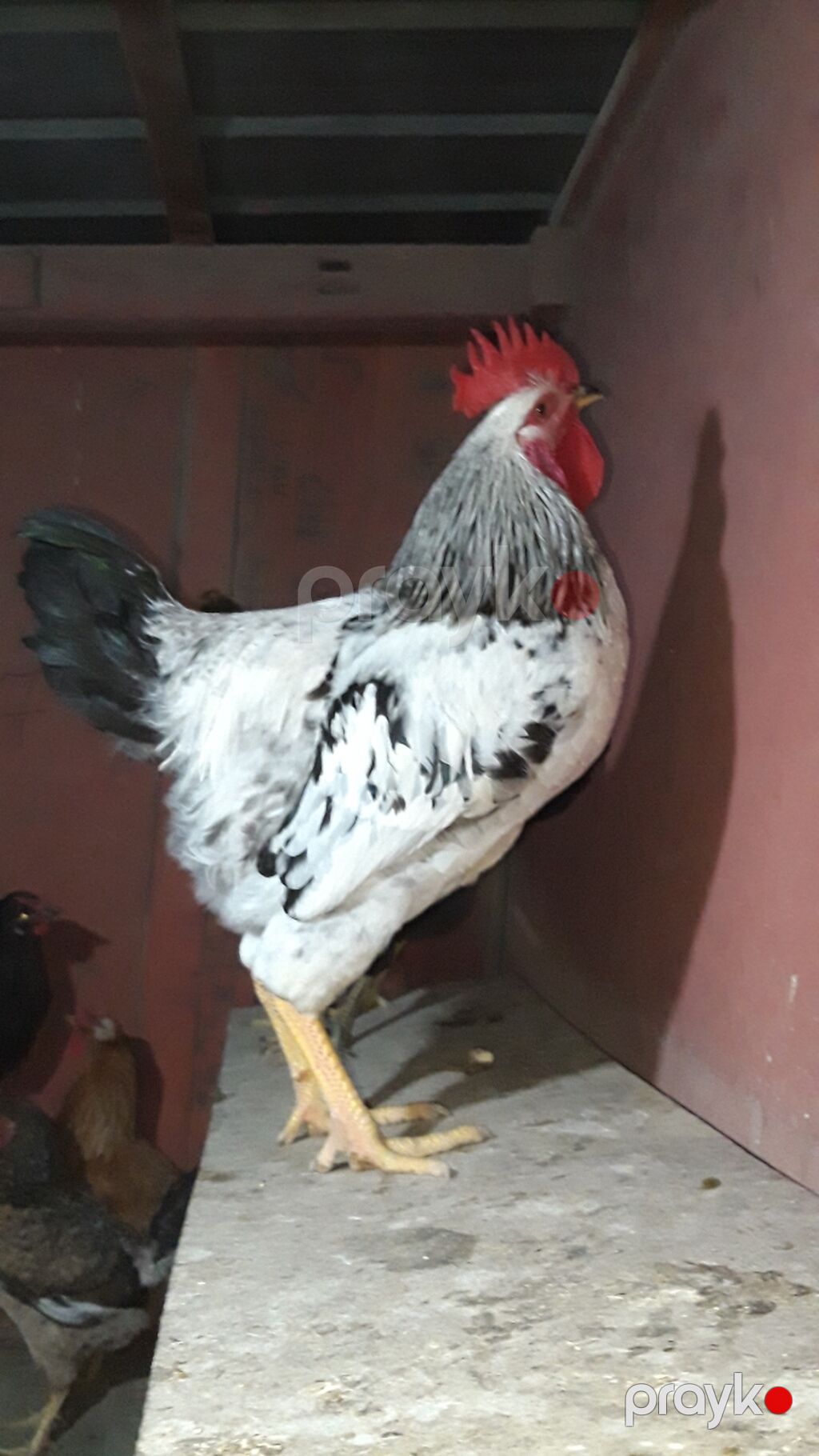 Cavan saxlam xoruzlardi 7 ayliq butun vaksinleri olunub ister — Toyuq və xoruz, Bakı (8)