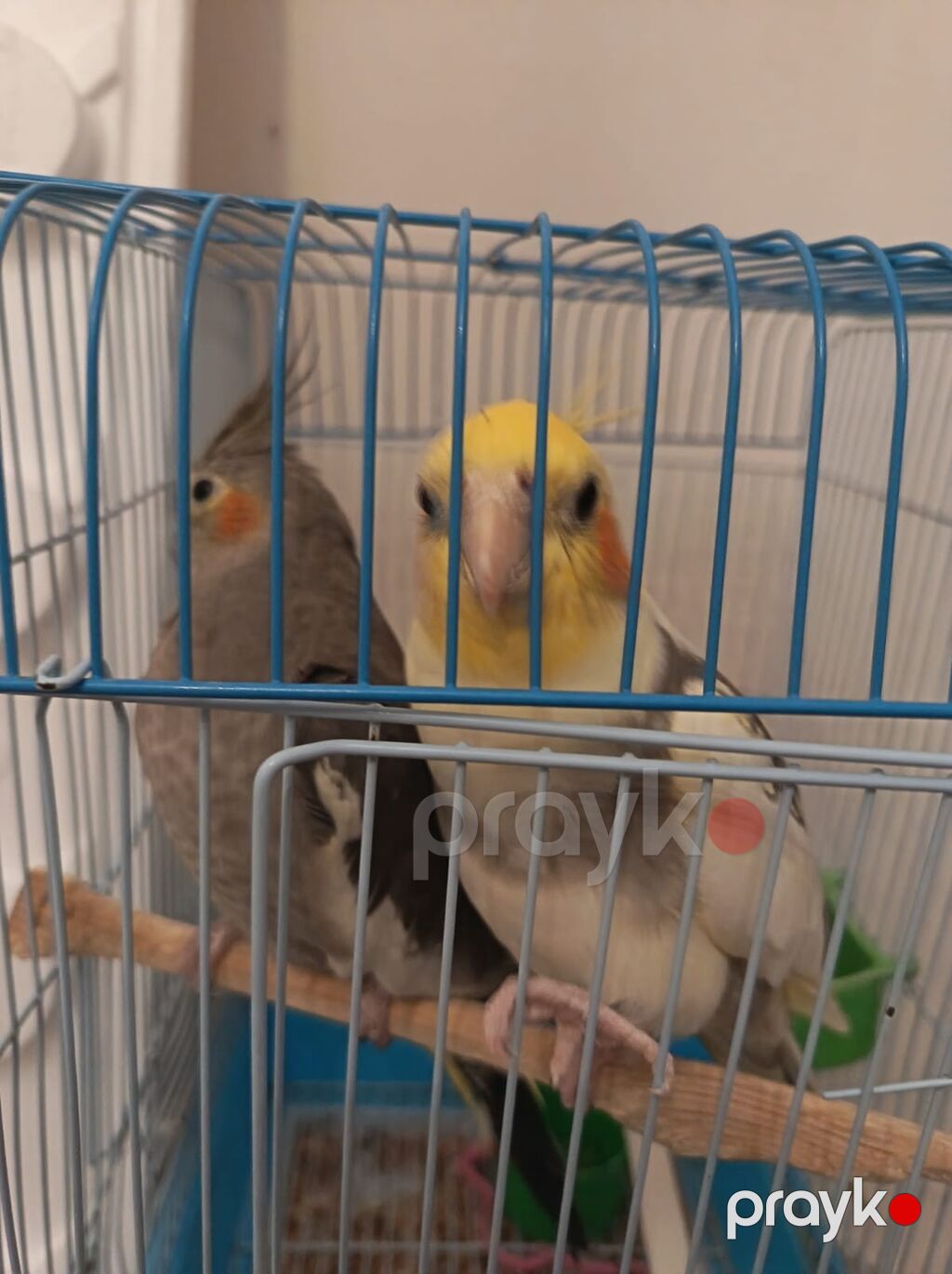 (Qiymət danisila bilər)Nimfa tutuquşuları (Cockatiel) – cütlük və — Tutyun papağayı, Bakı (4)