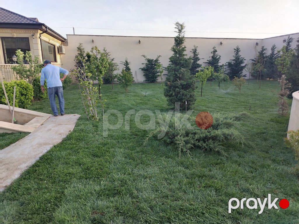 Qazon — Bitkilər, Bakı (7)