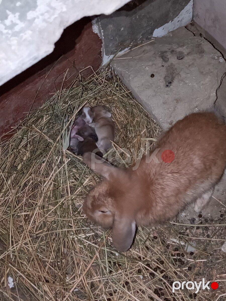 Karlik dovşanları — Dovşanlar, Bakı (2)