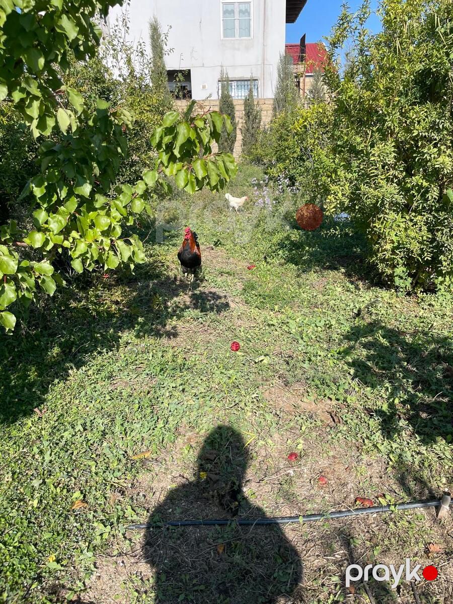Satılır torpaq 6 sot — Torpaq, Bakı (4)